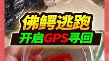 5斤佛鳄逃脱鳄鱼缸，找了3个小时毫无所获，最后竟在这里给它寻回 #水族 #宠物 #佛鳄龟