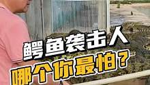 你们都说我养的鳄鱼温柔，你再看看温柔吗？#鳄珍 #鳄鱼养殖场 