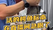 活的鳄鱼在直播间翻滚了！#鳄鱼养殖场 #鳄珍 