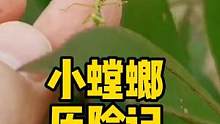 小螳螂历险记 #螳螂 #昆虫世界 #大自然 #奇妙的动物
