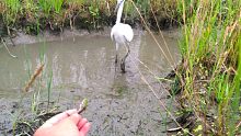 去田里抓蚱蜢遇到一只小白鹭在抓鱼，太巧了然来是老熟人了！