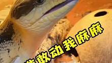 春虫虫都表示不满了！想去收拾垃圾#爬宠 #养爬姑娘 #蓝舌石龙子 #唐山 #蜥蜴