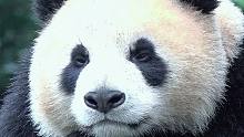 大脸的熊猫咪咪的眼