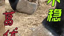 叫驴栽蹄儿“葛优躺”，脚不得劲站着左右晃，俩月抽80斤很无奈！#来抖音学农技 #毛驴修蹄 #解压 