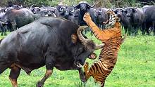 猫科动物大战胜负难料，老虎攻击水牛被群殴！