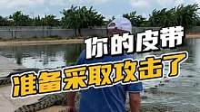 皮带凶猛不？凶猛！#鳄鱼养殖场 #鳄珍 