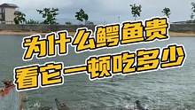 为什么鳄鱼贵？光看饭量就知道了！#鳄鱼养殖场 #鳄珍 