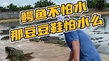 到底豆豆鞋怕不怕水？#鳄鱼养殖场 #鳄珍 