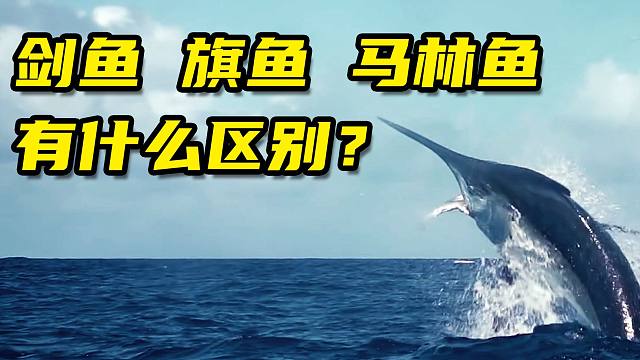 剑鱼旗鱼马林鱼有什么区别?虽然长的很像,但是很好分辨!