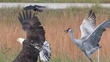 三大顶级鸟类相遇：白头海雕和乌鸦闯入领地，它们会如何收场呢  #鸟类摄影 #白头海雕 #沙丘鹤 #乌