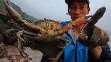 赶海钩青蟹，特意让它咬一口，3只都不卖一锅煎满满的蟹黄
