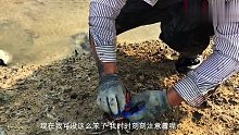 养殖场排水口赶海抓青蟹太过瘾了，一路狂抓都不愿意停，太爽了