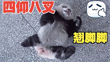 熊猫宝宝是如何演绎四仰八叉的？