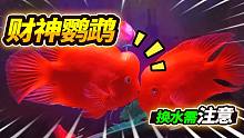 1000多块的财神鹦鹉换水，这些细节一定要注意，食人鱼生撕大草金