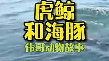外出钓鱼的女子遭遇虎鲸猎杀海豚，结局令人震惊！#动物世界 #迷惑行为大赏