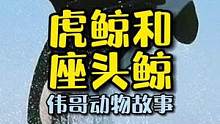 虎鲸大战座头鲸，结局令人意外？虎鲸为什么不攻击人类？#动物世界 