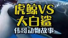 遭遇鲨鱼虎鲸真的会救人吗？虎鲸捕食大白鲨？#动物世界 #万物皆有灵性 