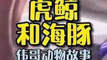 在虎鲸的追捕中，海豚居然跳到了船上？我们应该人工干预吗？#动物世界 #虎鲸 #海豚 