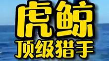 虎鲸，轻易捕食海豹，大白鲨和蓝鲸的顶级猎手。#动物世界 #动物图鉴 