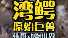 鳄鱼居然能捕食大白鲨？甚至能歼灭一千人的二战部队？#湾鳄 #动物图鉴 #动物世界 