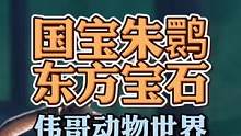 高清拍摄记录朱鹮，它为什么是一级保护动物？#动物图鉴 #迷惑行为大赏 