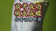 高考，破茧成蝶的美丽！拍摄记录蝴蝶破茧而飞的过程。#加油少年未来可期 #蝴蝶