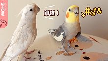 家有二鸟，一只爱吵架，一只爱劝架。【马可波罗show】