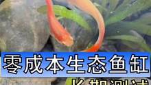 零成本的生态鱼缸，不用电也没过滤，就放在飘窗上氧，你们感觉，这两条小鱼能活多久呢#零成本生态鱼缸 #