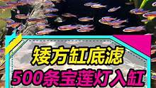 500条宝莲灯鱼入缸，感觉还是缺点鱼~#水族#鱼缸造景 