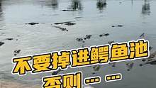 掉进鳄鱼池的结果是什么？#鳄珍 