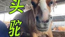 “四不像”马头驼脸真异类！撇腿拖地行走艰难，吊起来修蹄能好吗#修蹄 #手艺人 #来抖音学农技 