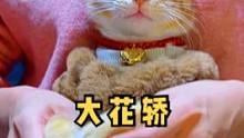#猫咪跳舞过节就要嗨一点，快来一起啷个哩个啷～#小奶猫 #大橘为重 