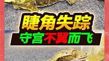  价值700的睫角守宫不翼而飞，发现时毛蛋满眼满足，这睫角太坏了 #爬宠 #奇异动物召集令 