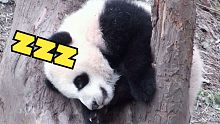 熊猫宝宝睡觉从不选时间地点