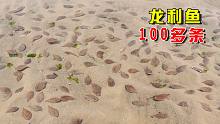 潮水退干后，阿聪发现100多条龙利鱼集体搁浅，还好来得及时