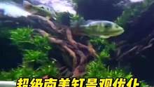 100吨水体超级南美缸景观优化#南美缸 #南美缸造景 #养鱼日记 #鱼缸造景 #水草造景