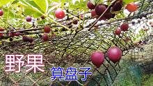 大山上的野果被成功种植，一串串红彤彤的很香甜，今年又是丰收年