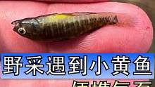 野采总是能给人带来惊喜，比如这次，我根本没想到自己居然只捞到这么点可怜的小玩意，真是太惊喜了#野采原