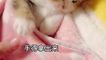 上一秒：我不困 下一秒：Zzz#矮脚猫 #家有傻猫 #猫咪的迷惑行为 #曼基康矮脚 #小奶猫的成长日
