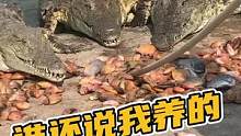 谁还说我家养的是假鳄鱼？#鳄珍 
