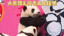 大熊猫之间怎么交流呢？