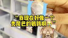 靓女无语#肥尾守宫 #萌宠 #神奇动物在抖音 #爬宠日常 #守宫 #异宠