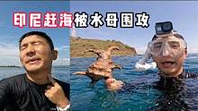 《印度尼西亚》第7天：赶海被水母围攻就算了，连打的鱼也来气我 #印度尼西亚  #赶海 #渔猎 #旅行