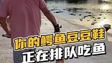 你的鳄鱼豆豆鞋正在排队吃鱼#鳄珍 
