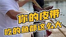 这条鱼大不大？好吃不好吃？要问问鳄鱼！#鳄珍 