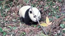 在野外捡到一只熊猫，要不要带回家？