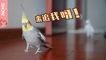 我跟拍了家中鹦鹉的一天，看看它们日常都在忙些啥！【马可波罗show】