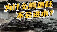 为什么鳄鱼鞋不会进水？#鳄珍 
