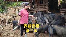 黄小仙进军藏香猪养殖，投资20万养母猪，15月过去了，看看啥样了