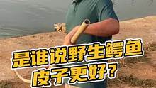 到底野生的好，还是养殖的好？#鳄珍 